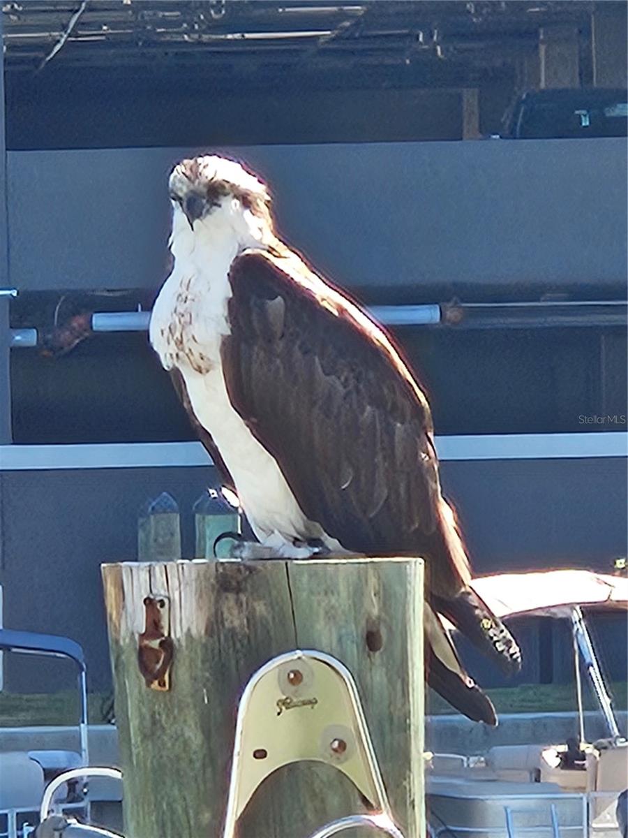 an osprey on the morning walk around the marina