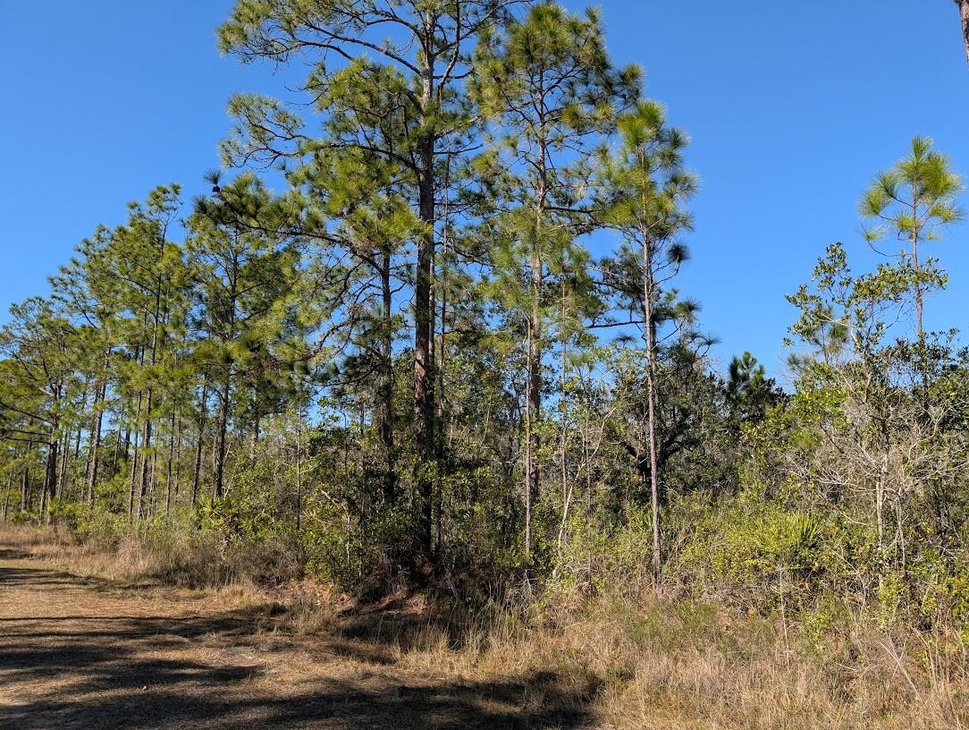 206 IXORA DR, INDIAN LAKE ESTATES, FL, 33855