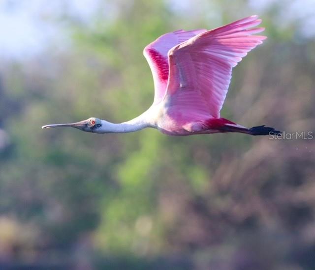 8226 BARTON FARMS BLVD, SARASOTA, FL, 34240