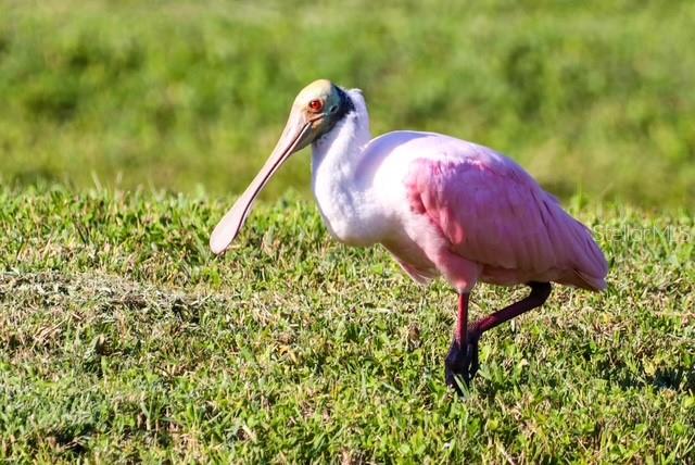 8226 BARTON FARMS BLVD, SARASOTA, FL, 34240