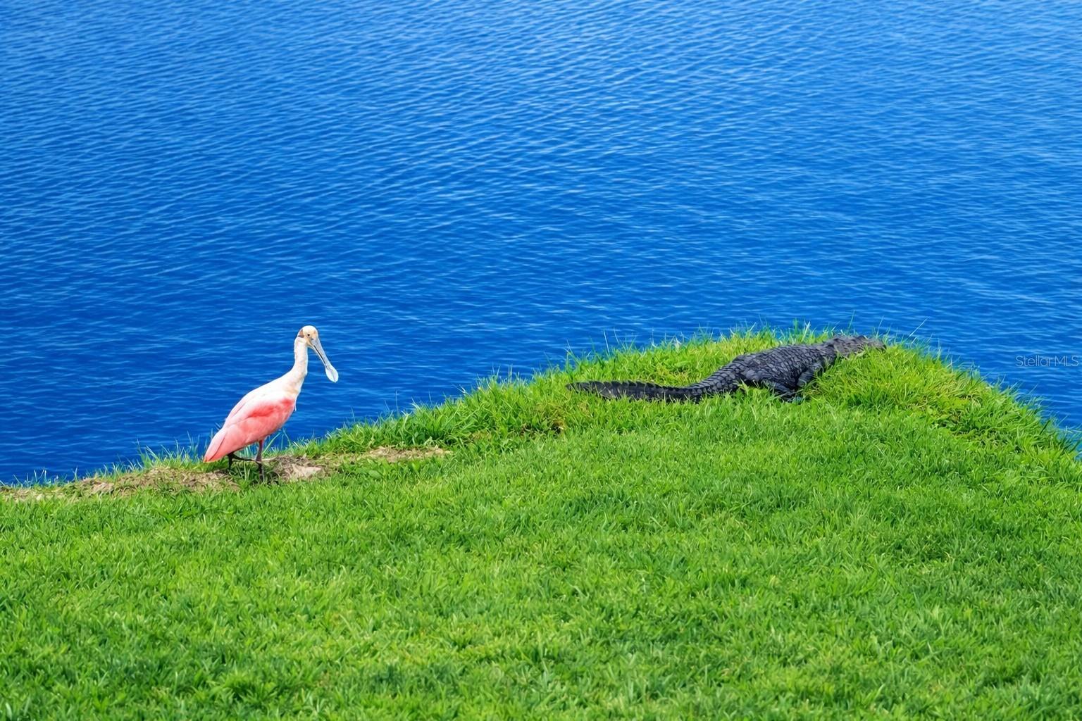Wildlife views from your lanai.