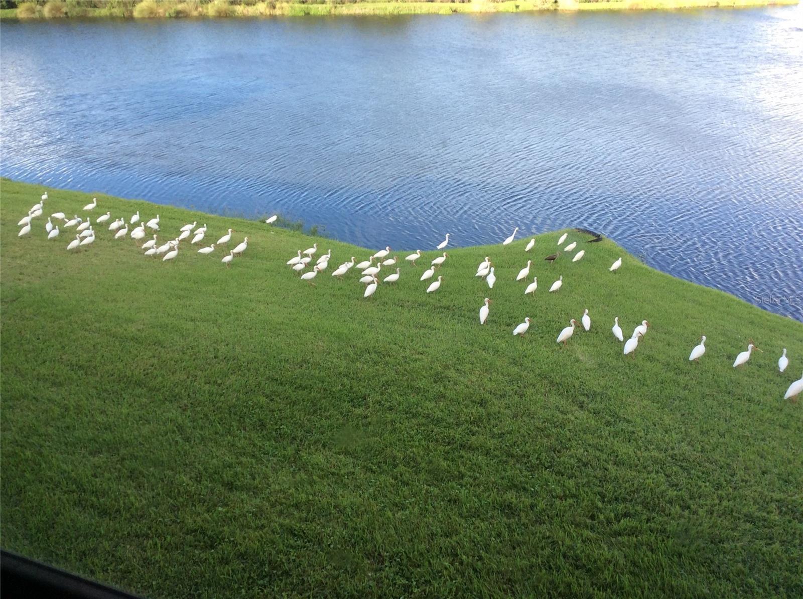 Birdwatchers these are the views from this homes bedroom and living room.