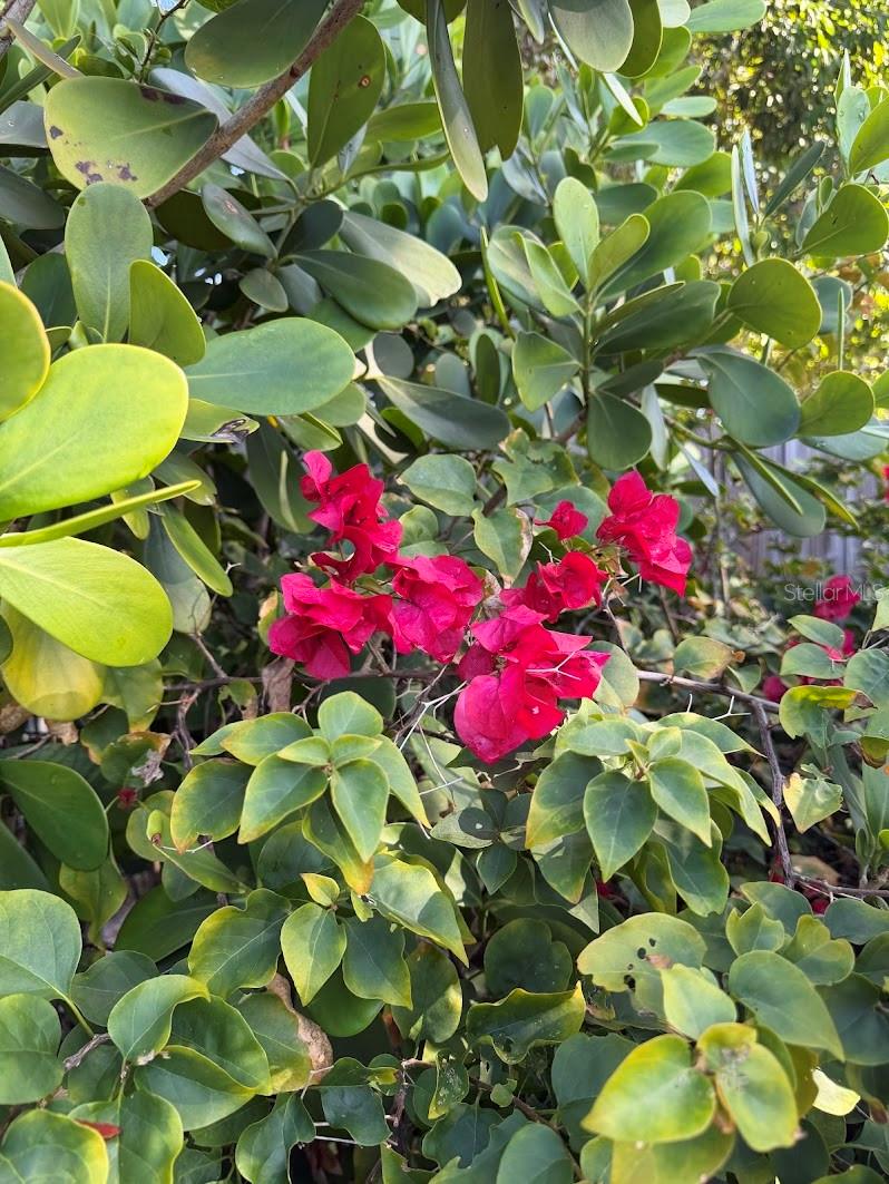 The property is surrounded by lush landscaping with vibrant flowers and mature fruit trees.