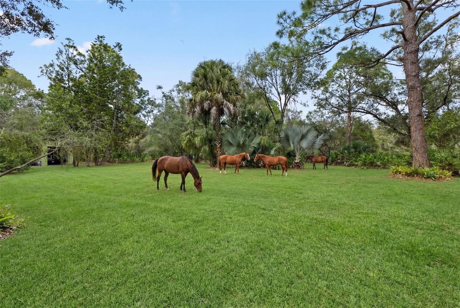 6950 EL DORADO DR, SARASOTA, FL, 34240