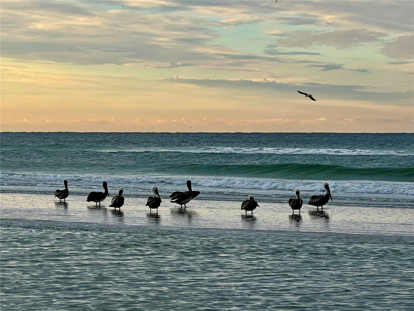 1002 GLEBE LN, SARASOTA, FL, 34242