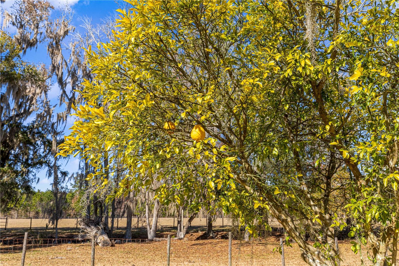 9145 NW 193 ST, MICANOPY, FL, 32667