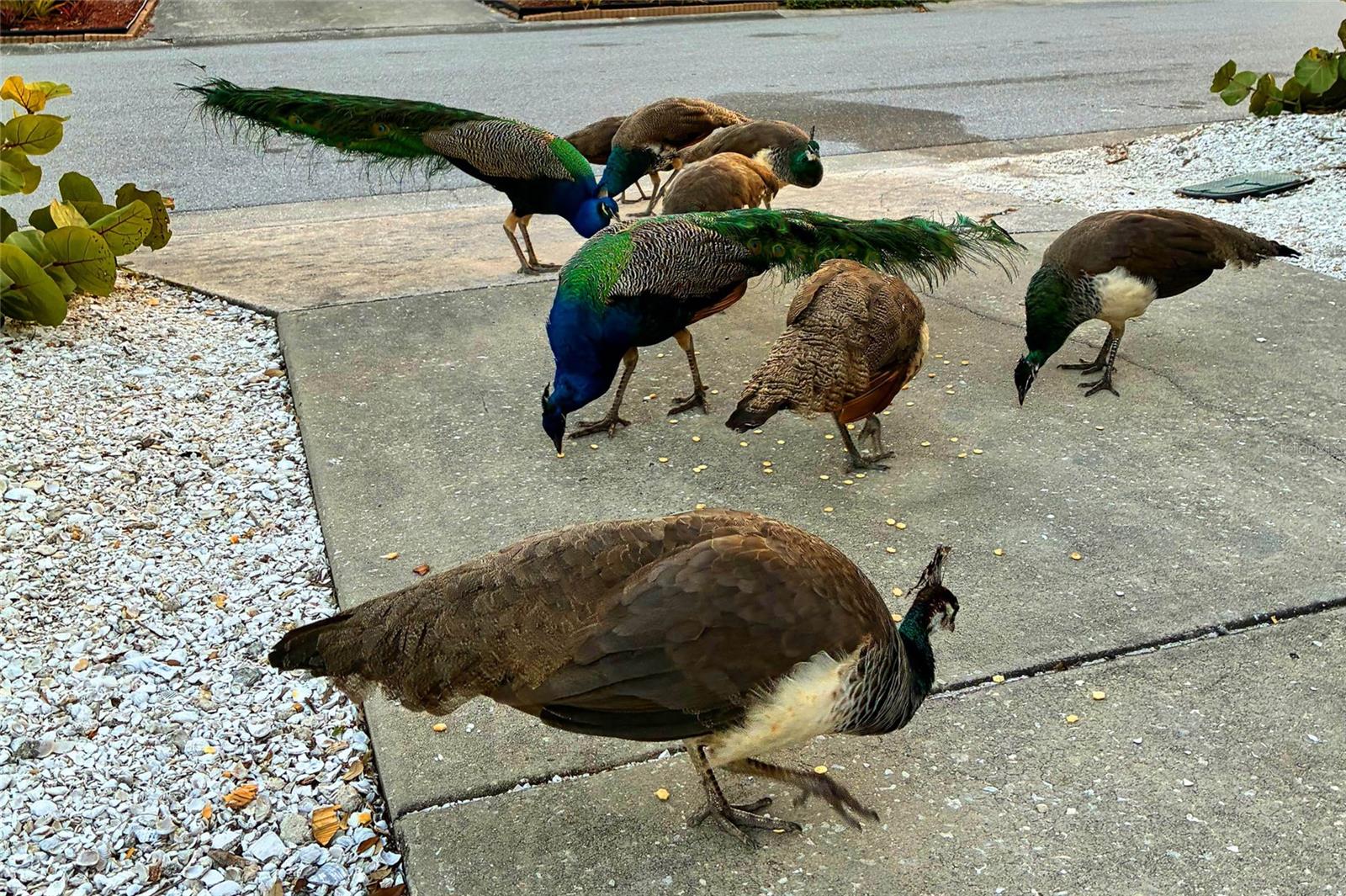 821 41ST ST, SARASOTA, FL, 34234