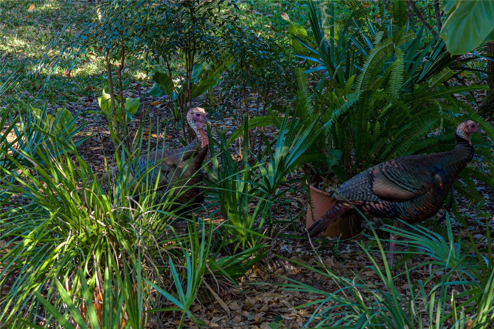 3652 HURLBUT CIR, LAKE WALES, FL, 33898