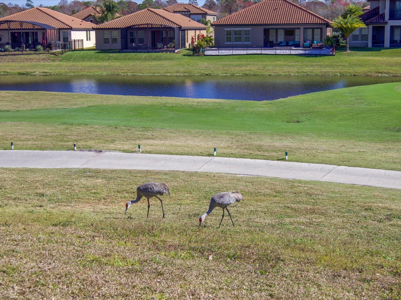 1816 CHADBURY LOOP, DAVENPORT, FL, 33837