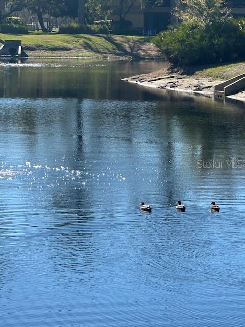 2683 SABAL SPRINGS CIR #101, CLEARWATER, FL, 33761