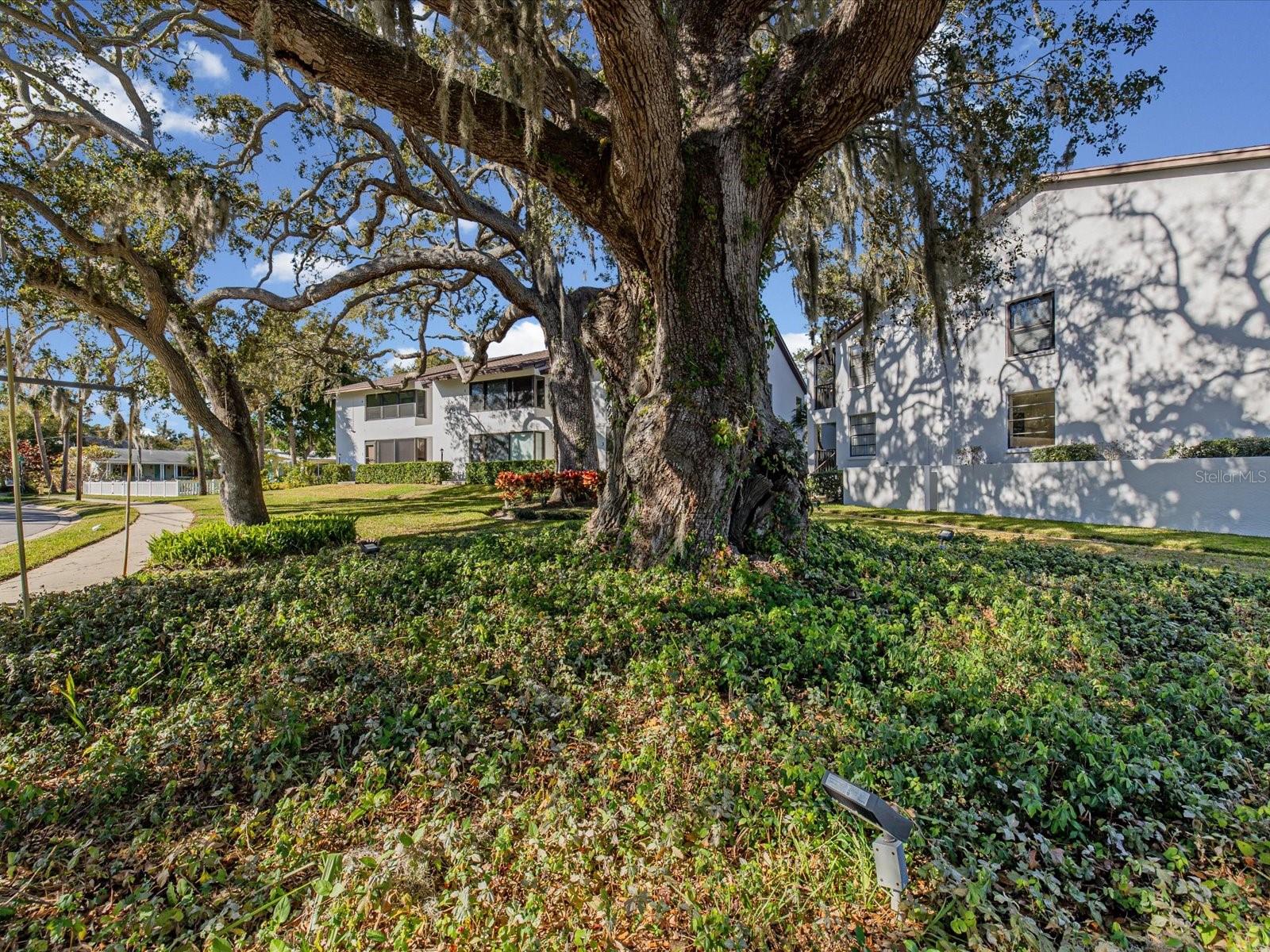 413 S BAYSHORE BLVD #4, SAFETY HARBOR, FL, 34695