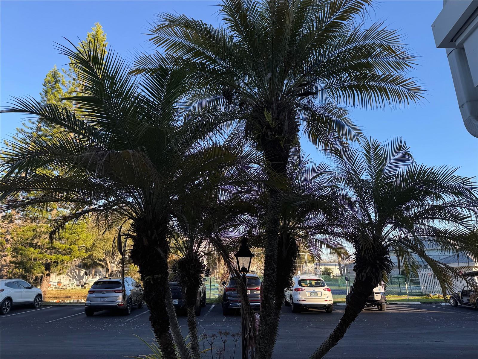 2111 VISTA DEL SOL CIR #403, LUTZ, FL, 33558