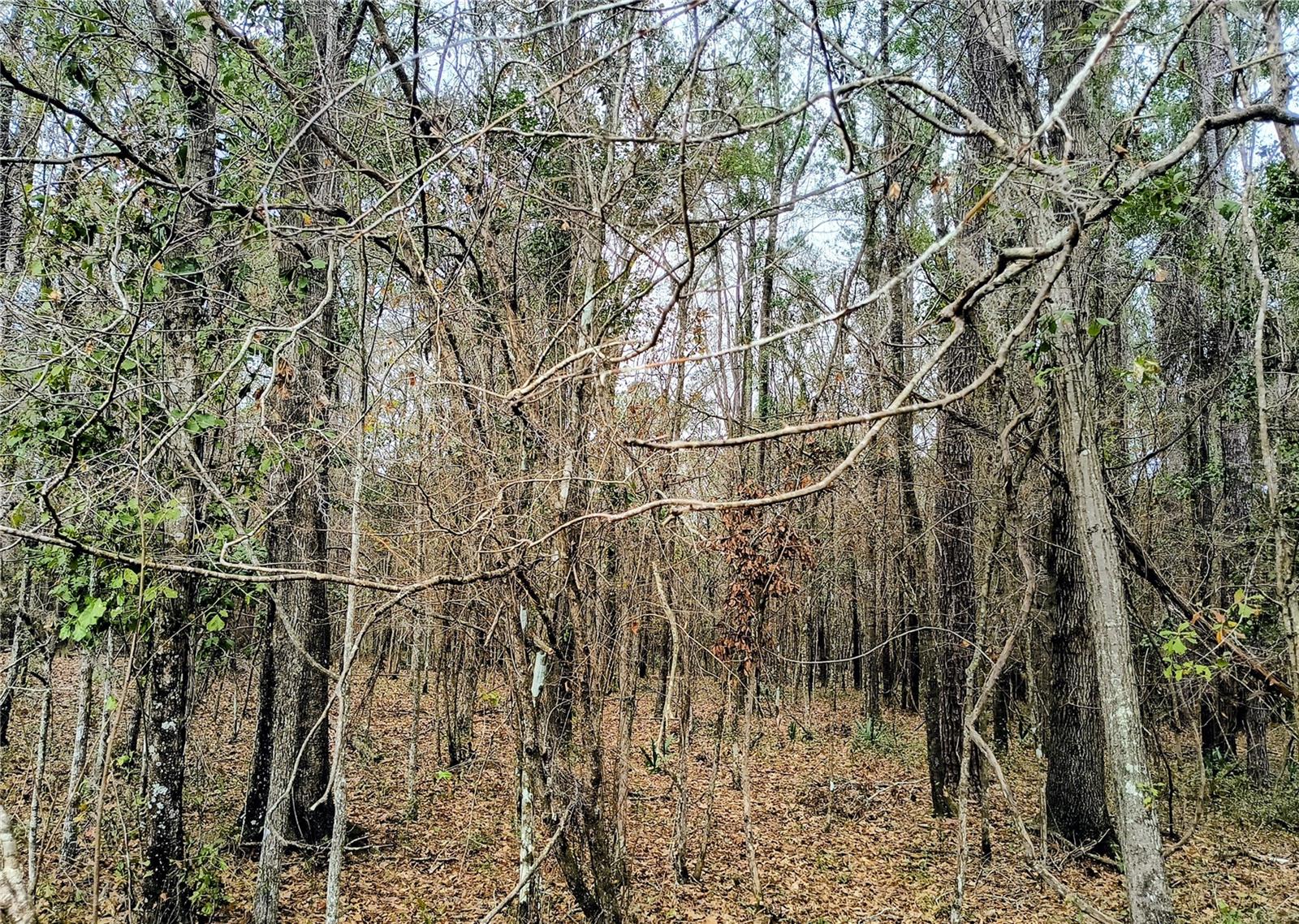 0 NW 142 ST, WILLISTON, FL, 32696