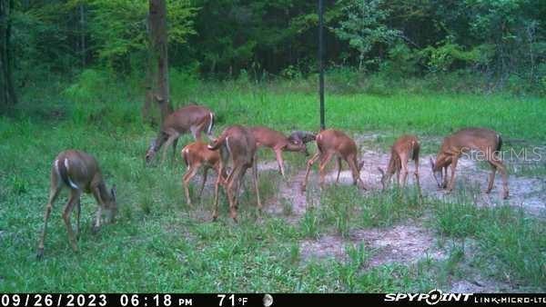 OFF NW 10 PL, CHIEFLAND, FL, 32626