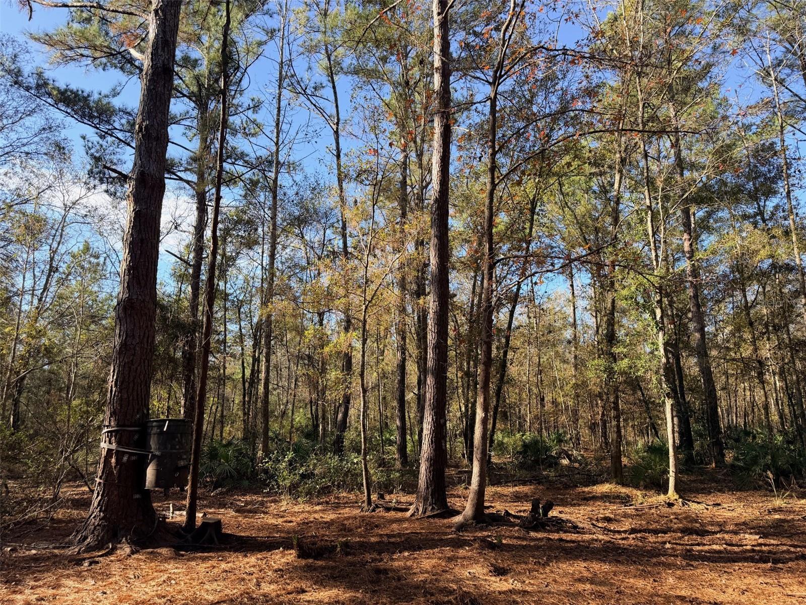 OFF NW 10 PL, CHIEFLAND, FL, 32626