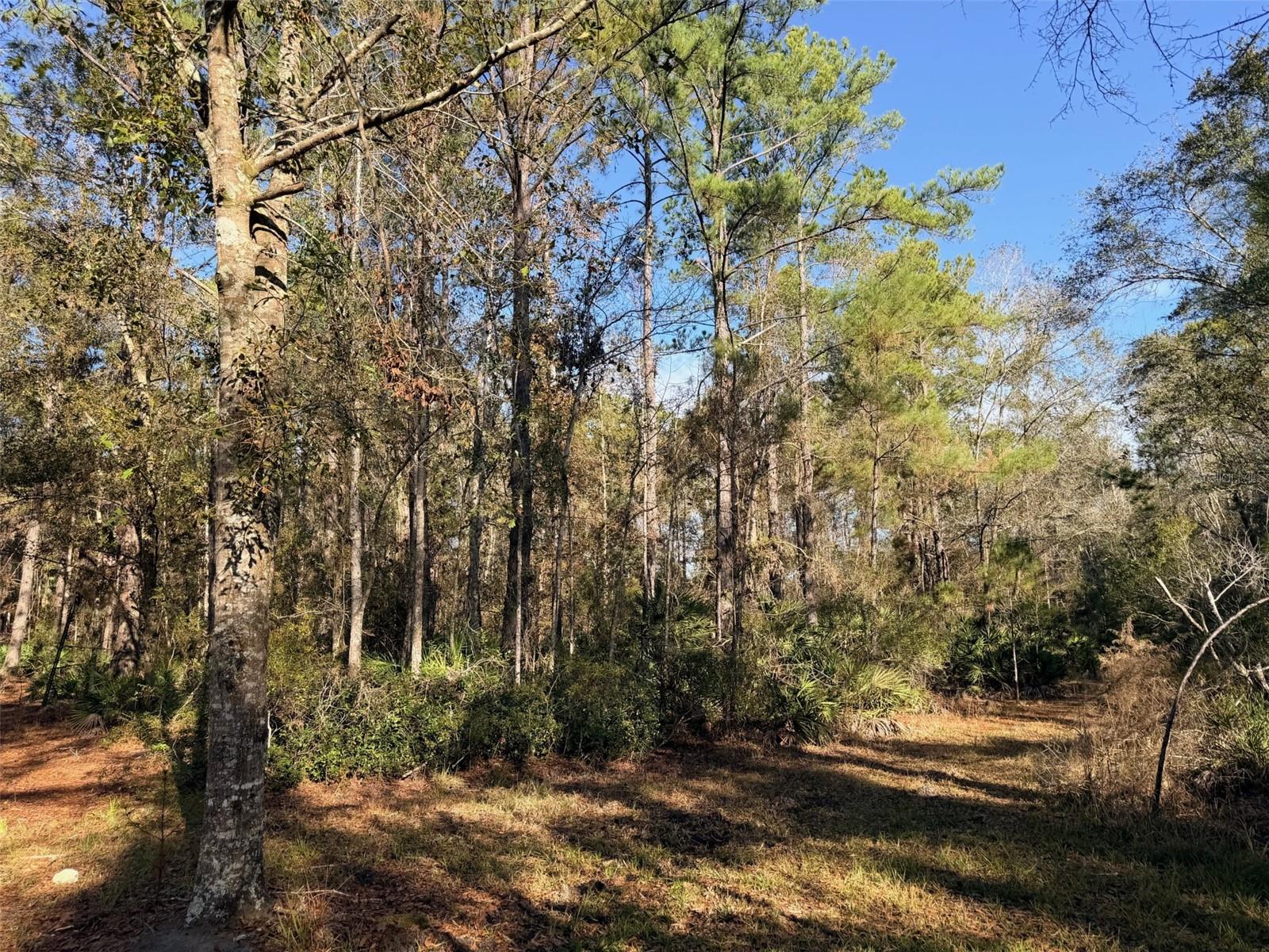 OFF NW 10 PL, CHIEFLAND, FL, 32626