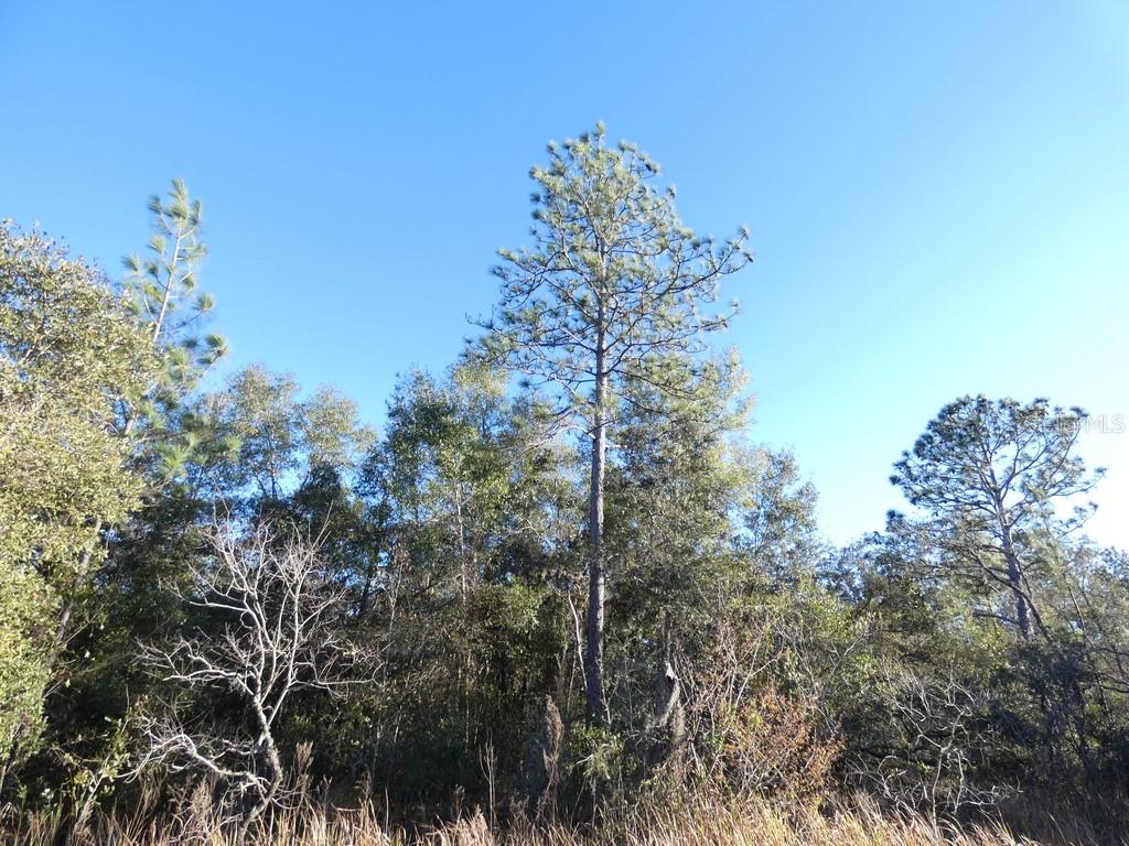 4571 N RUSHMORE LOOP, BEVERLY HILLS, FL, 34465