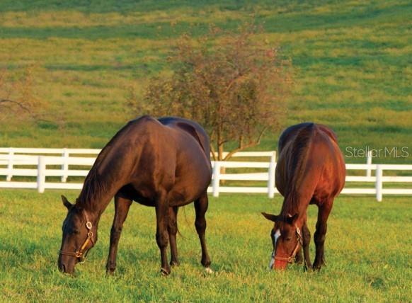 5677 N CALICO DR, BEVERLY HILLS, FL, 34465