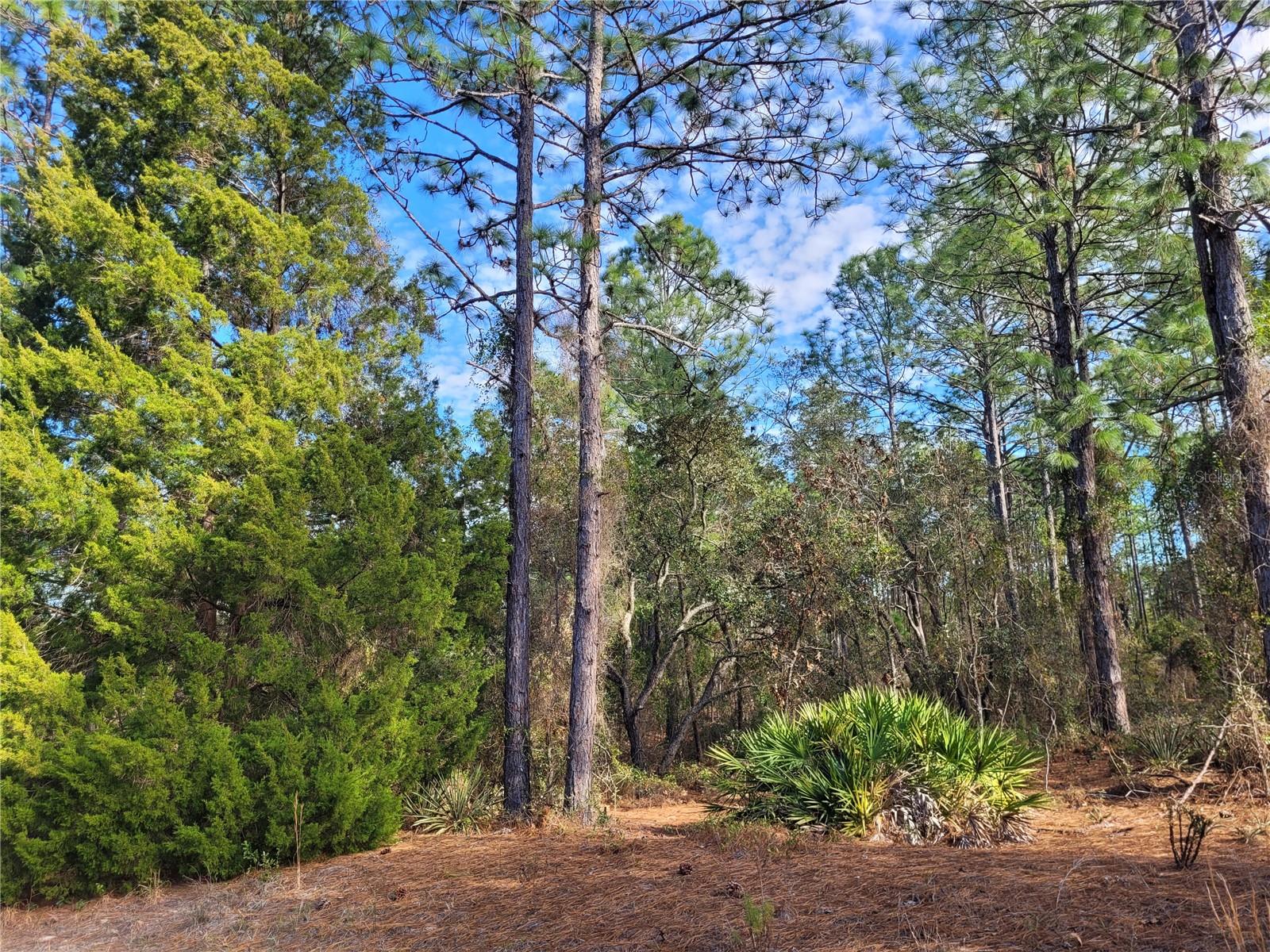 5677 N CALICO DR, BEVERLY HILLS, FL, 34465