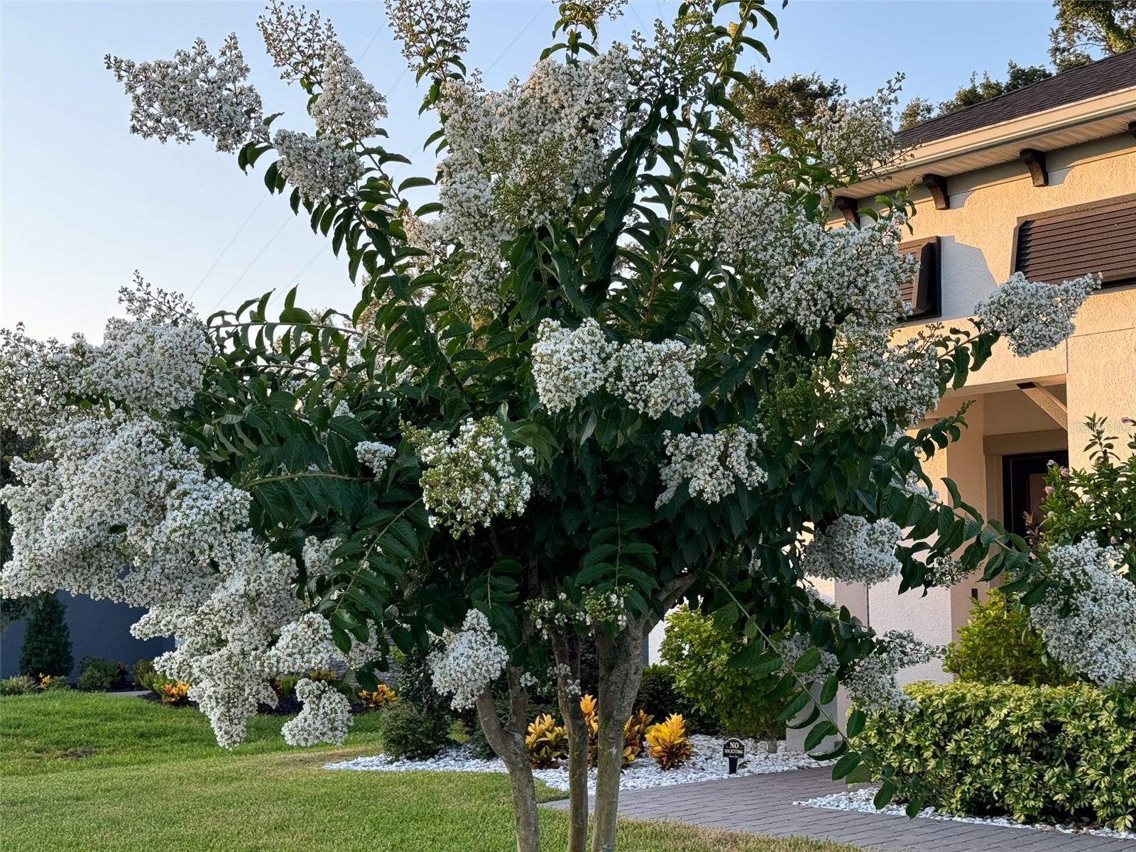 14110 TOMENTOSA AVE, RIVERVIEW, FL, 33569