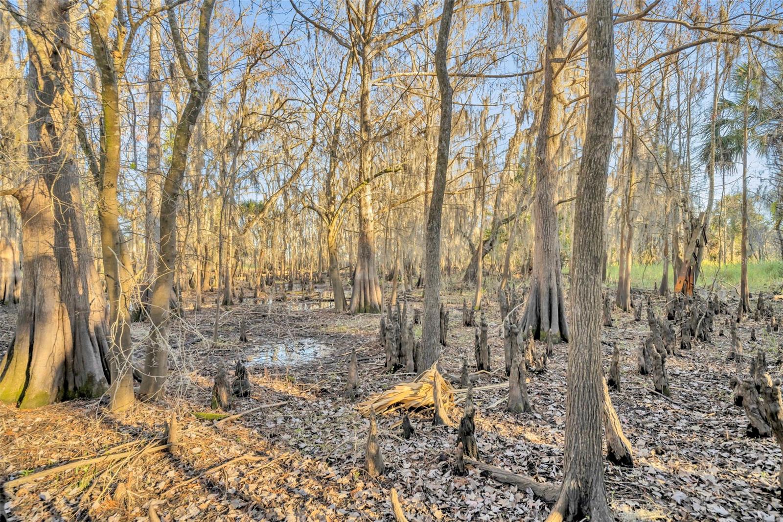 2740 WITHLACOOCHEE PT, GENEVA, FL, 32732