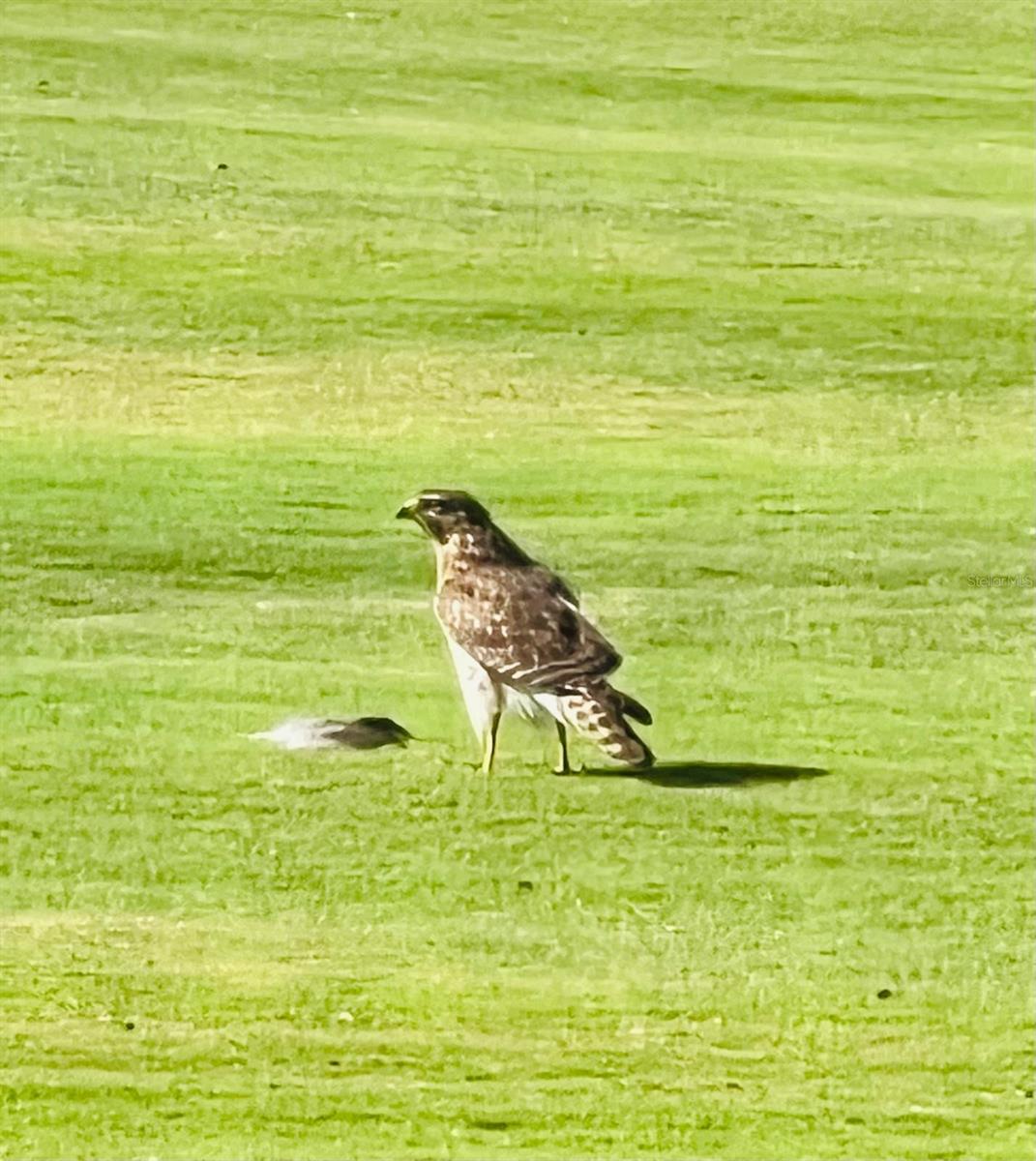 4054 CADDIE DR E, BRADENTON, FL, 34203