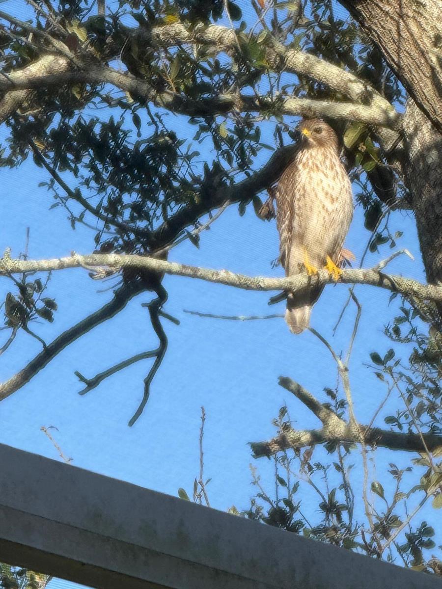 4054 CADDIE DR E, BRADENTON, FL, 34203