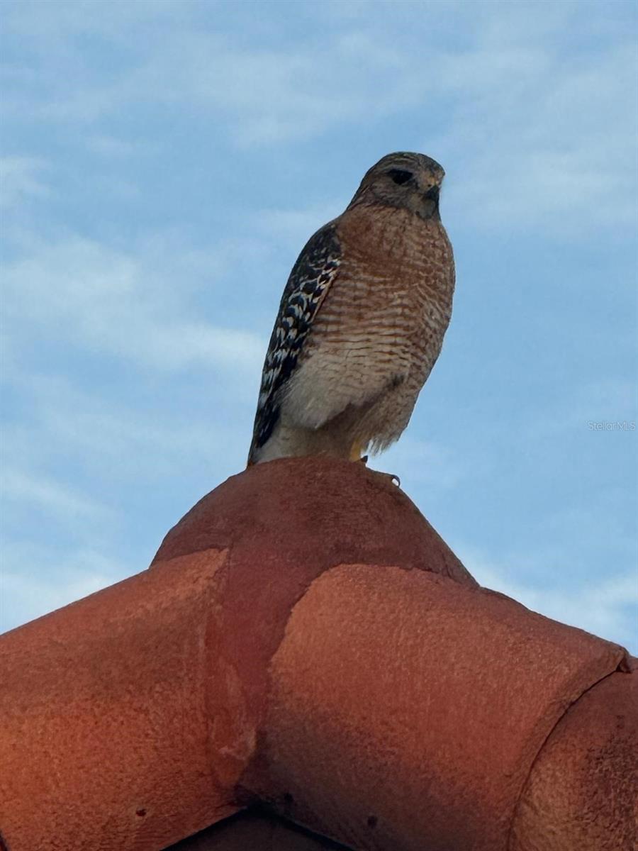 4054 CADDIE DR E, BRADENTON, FL, 34203