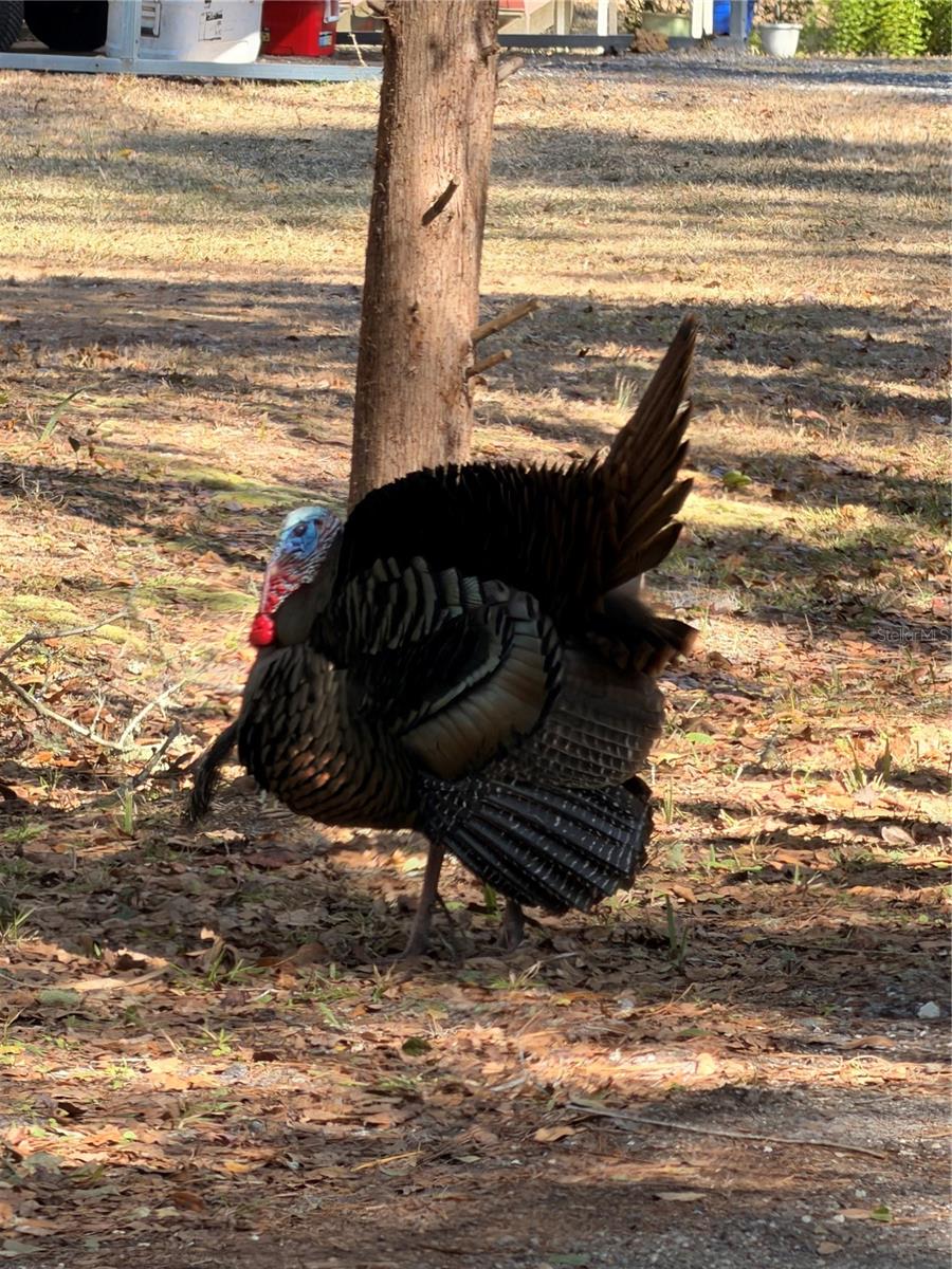 53706 RIVERTRACE RD, ASTOR, FL, 32102