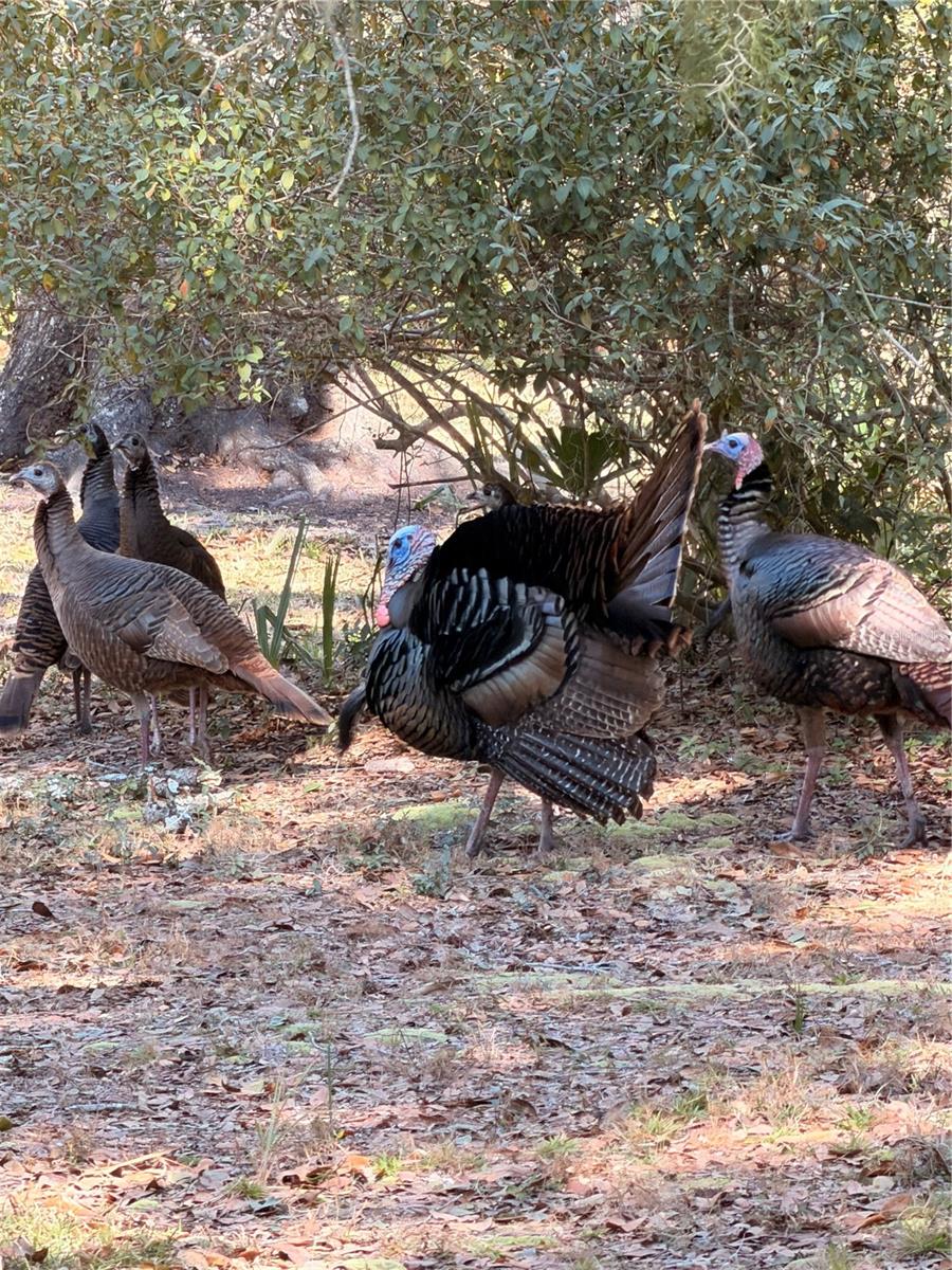 53706 RIVERTRACE RD, ASTOR, FL, 32102