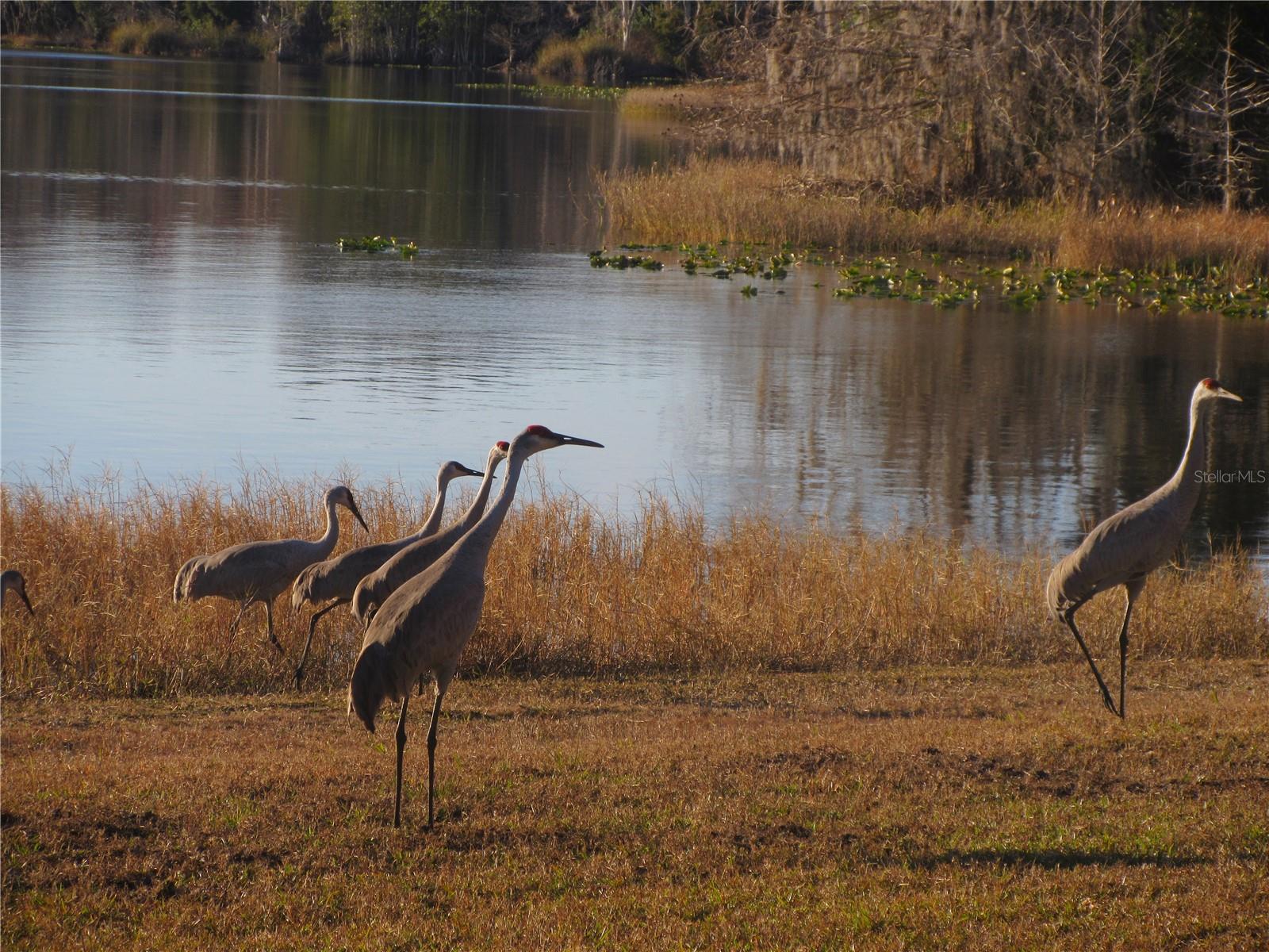 1984 SE 171ST CT, SILVER SPRINGS, FL, 34488