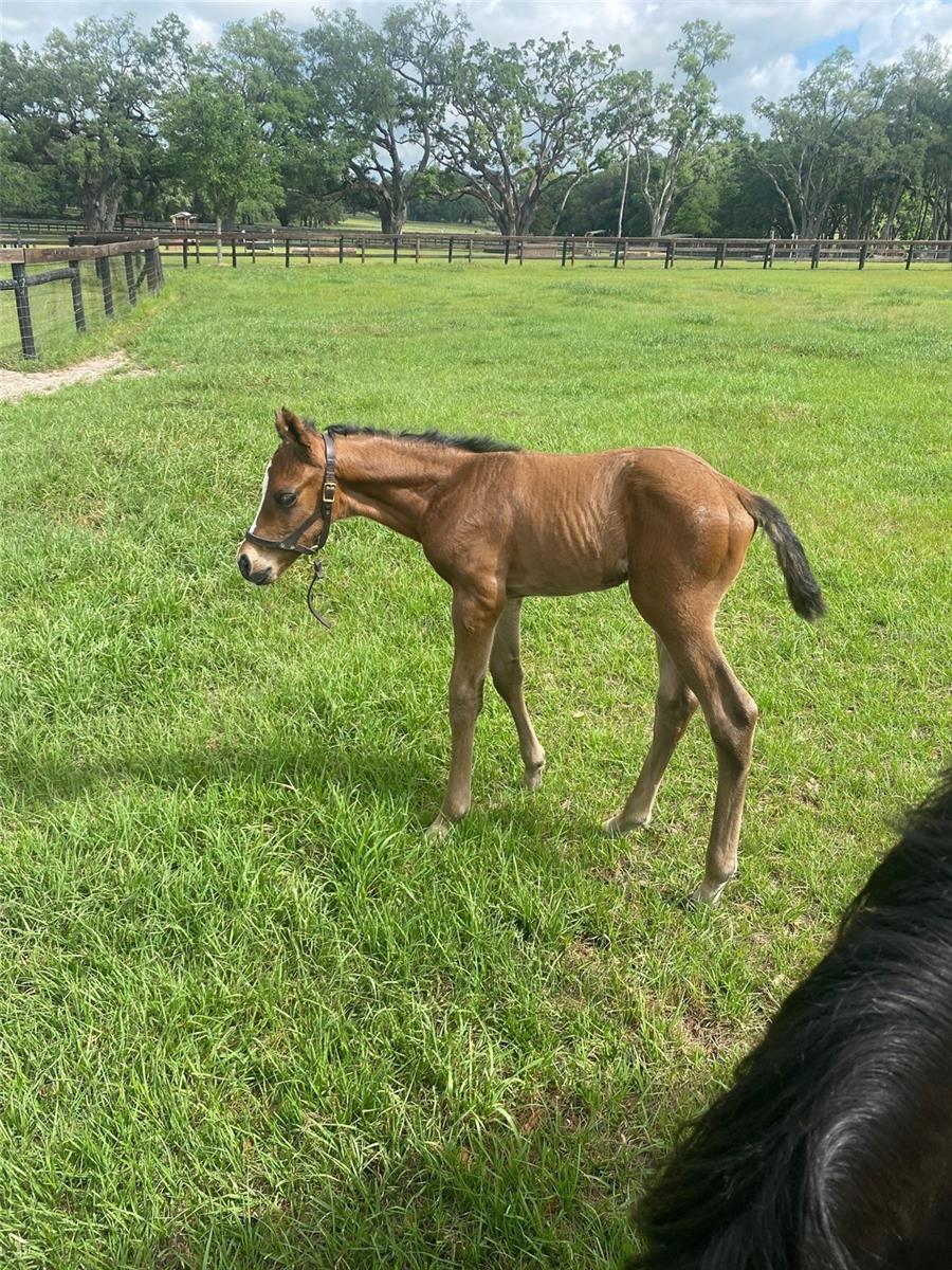 OM717931 Property Photo