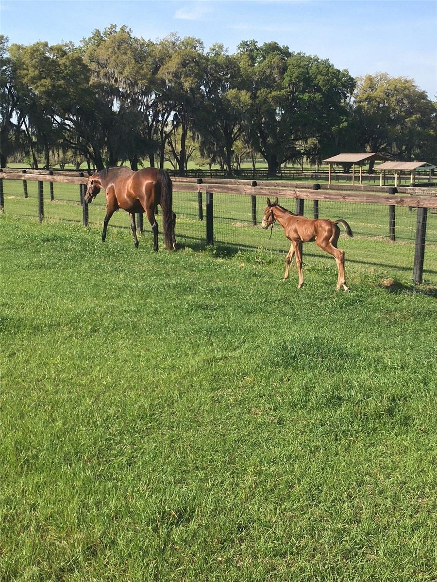 OM717931 Property Photo