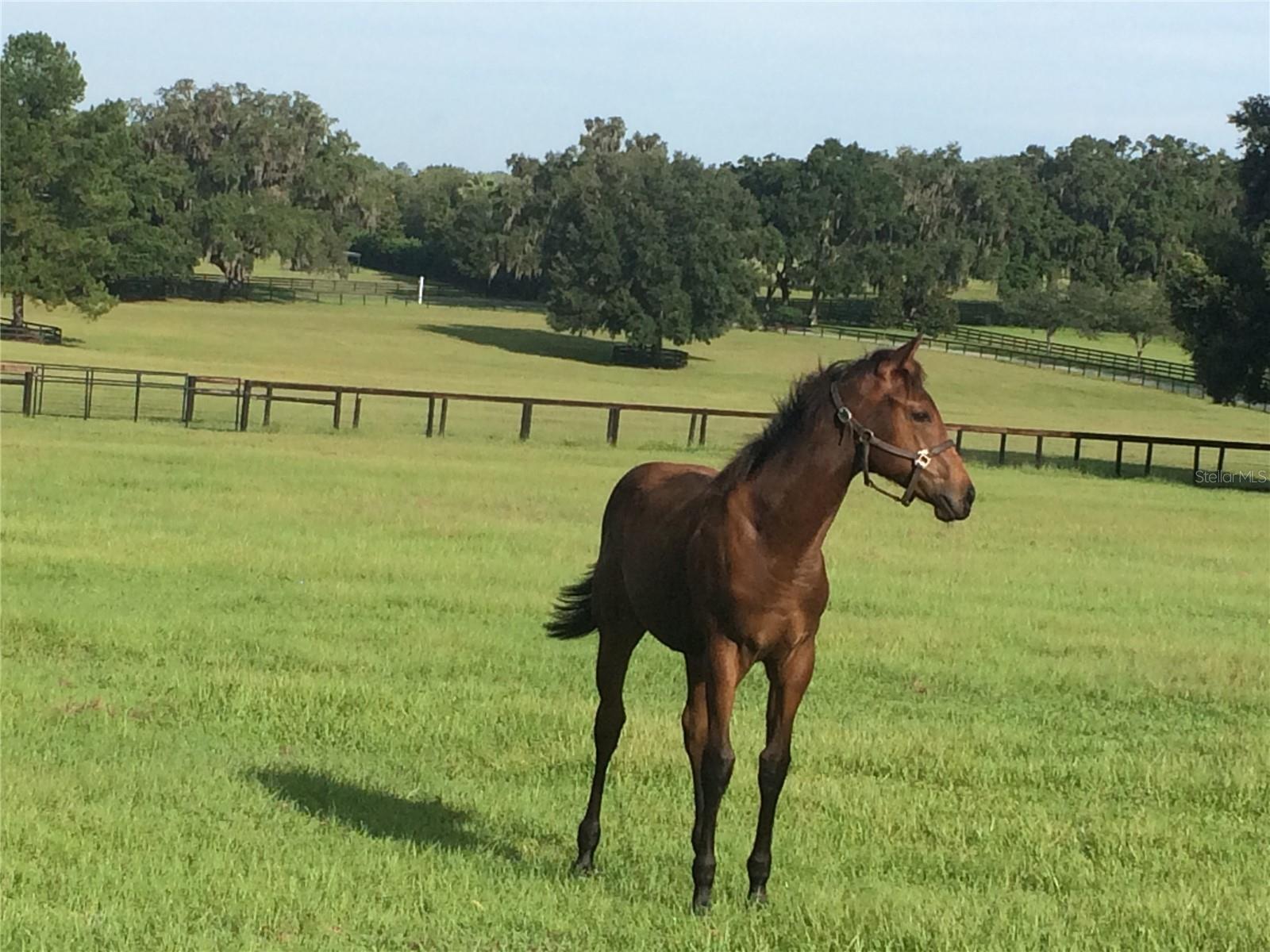 OM717931 Property Photo