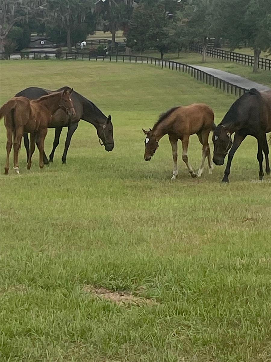 OM717931 Property Photo