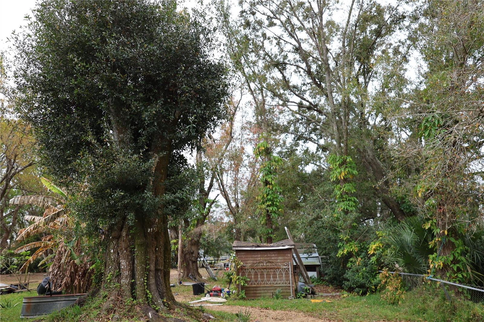 1133 LIVE OAK LN, LUTZ, FL, 33549