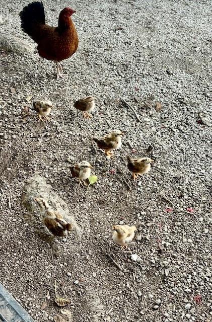 1119 SIMONTON ST #A1, A2, C1, KEY WEST, FL, 33040