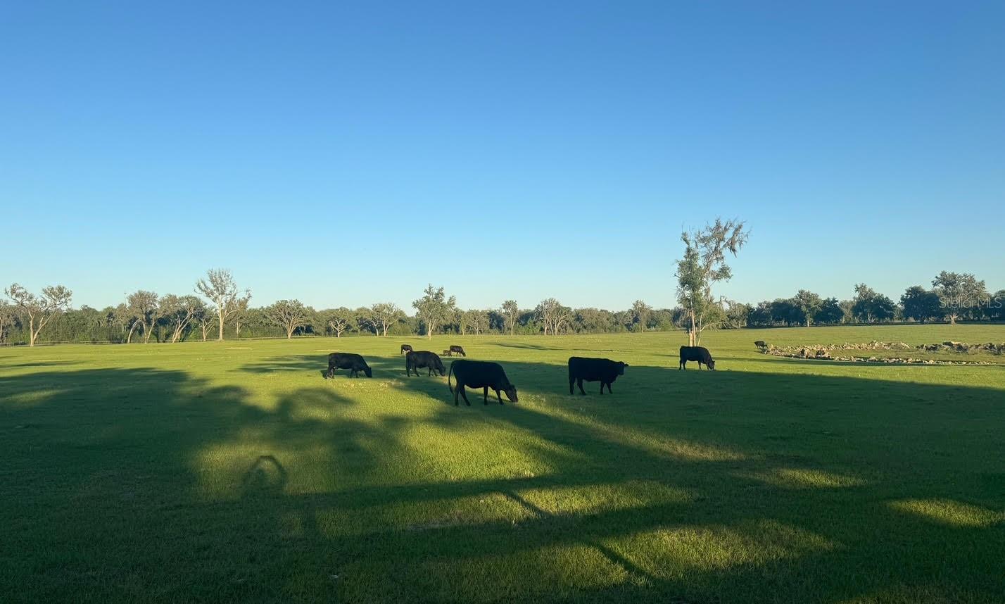 NW 160 AVE, MORRISTON, FL, 32668