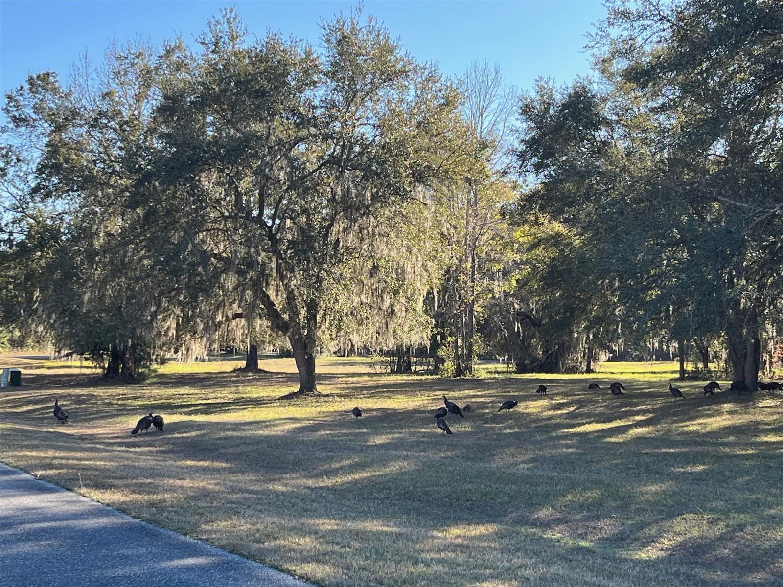 TBD NW 148 LN, WILLISTON, FL, 32696