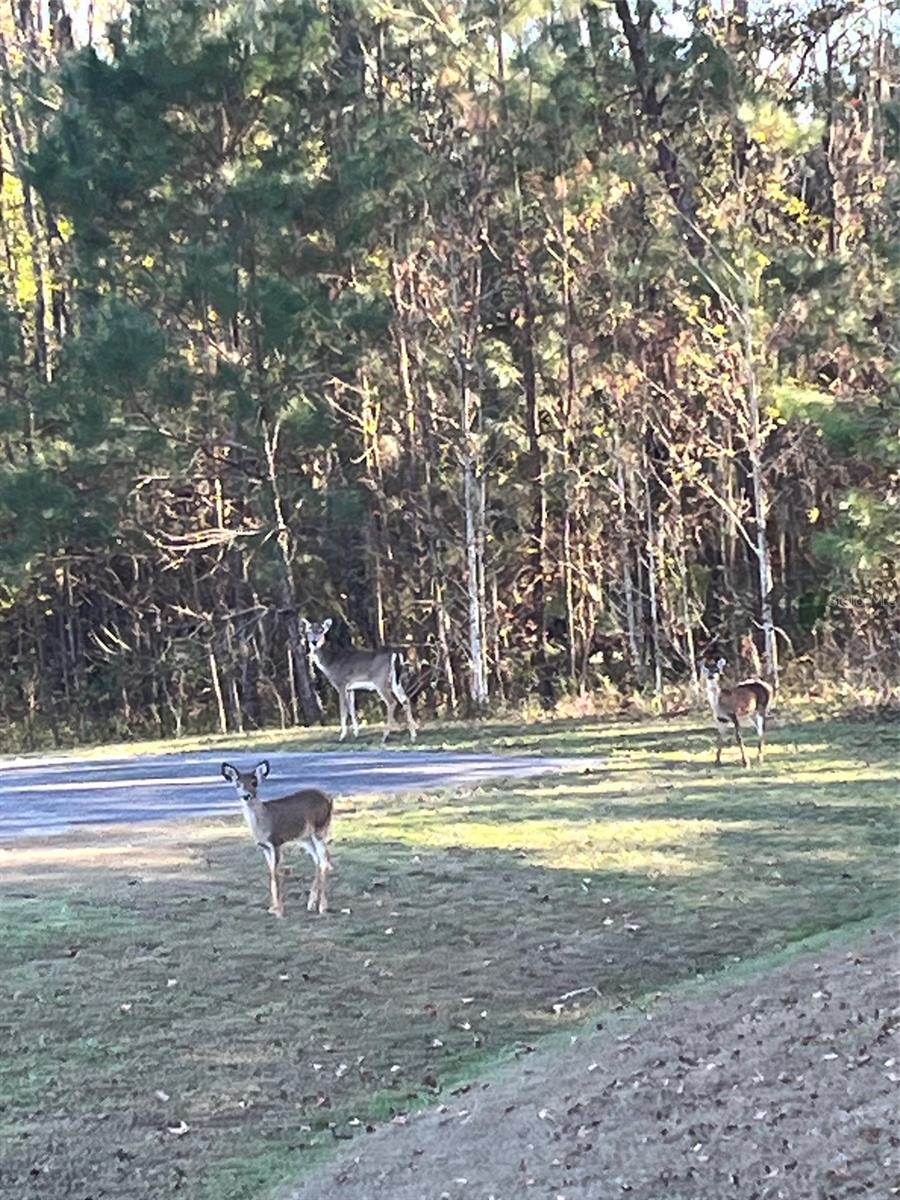 TBD NW 148 LN, WILLISTON, FL, 32696