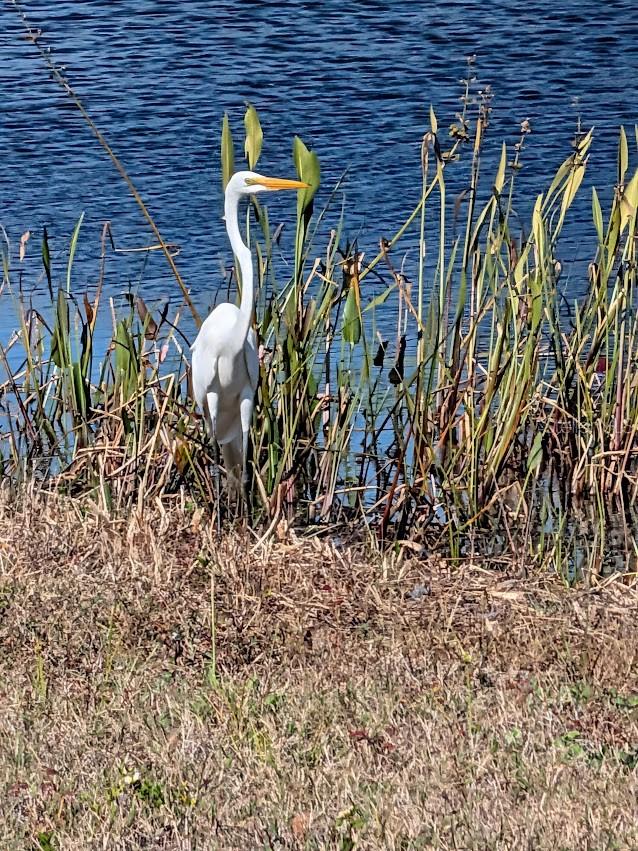 Lots of wildlife to view.