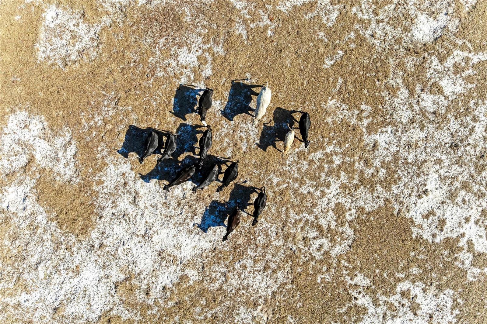 33100 & 33070 TAYLOR GRADE RD, PARRISH, FL, 34219