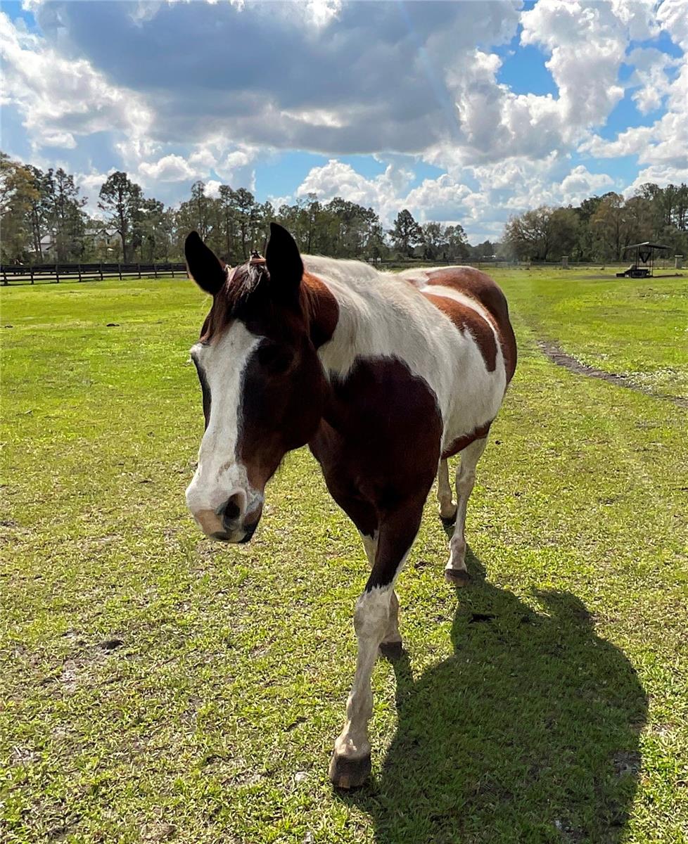 V4947262 Property Photo