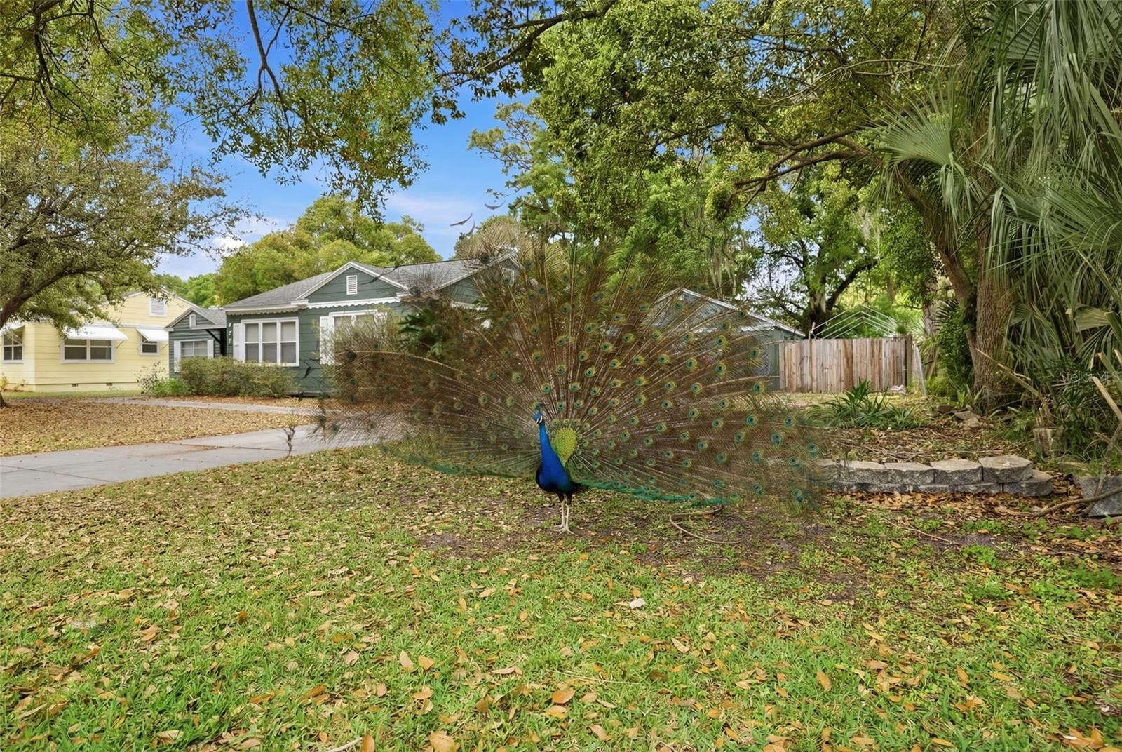 921 CORNELIUS AVE, TAMPA, FL, 33603