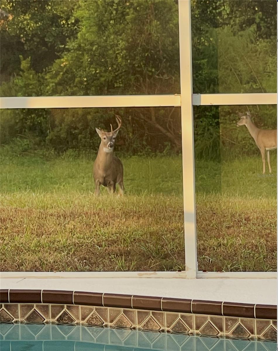 1951 TARRAGON LN, NEW PORT RICHEY, FL, 34655