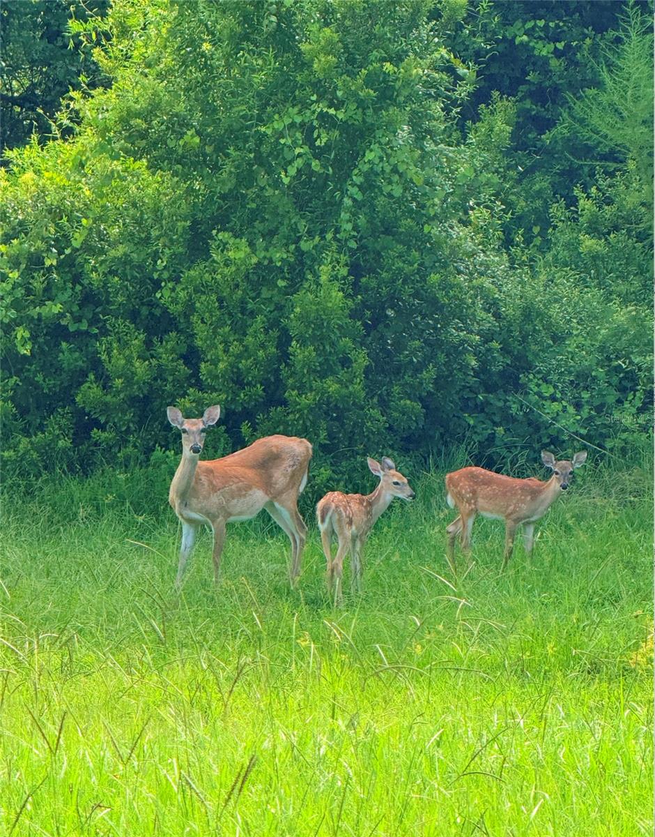 1951 TARRAGON LN, NEW PORT RICHEY, FL, 34655