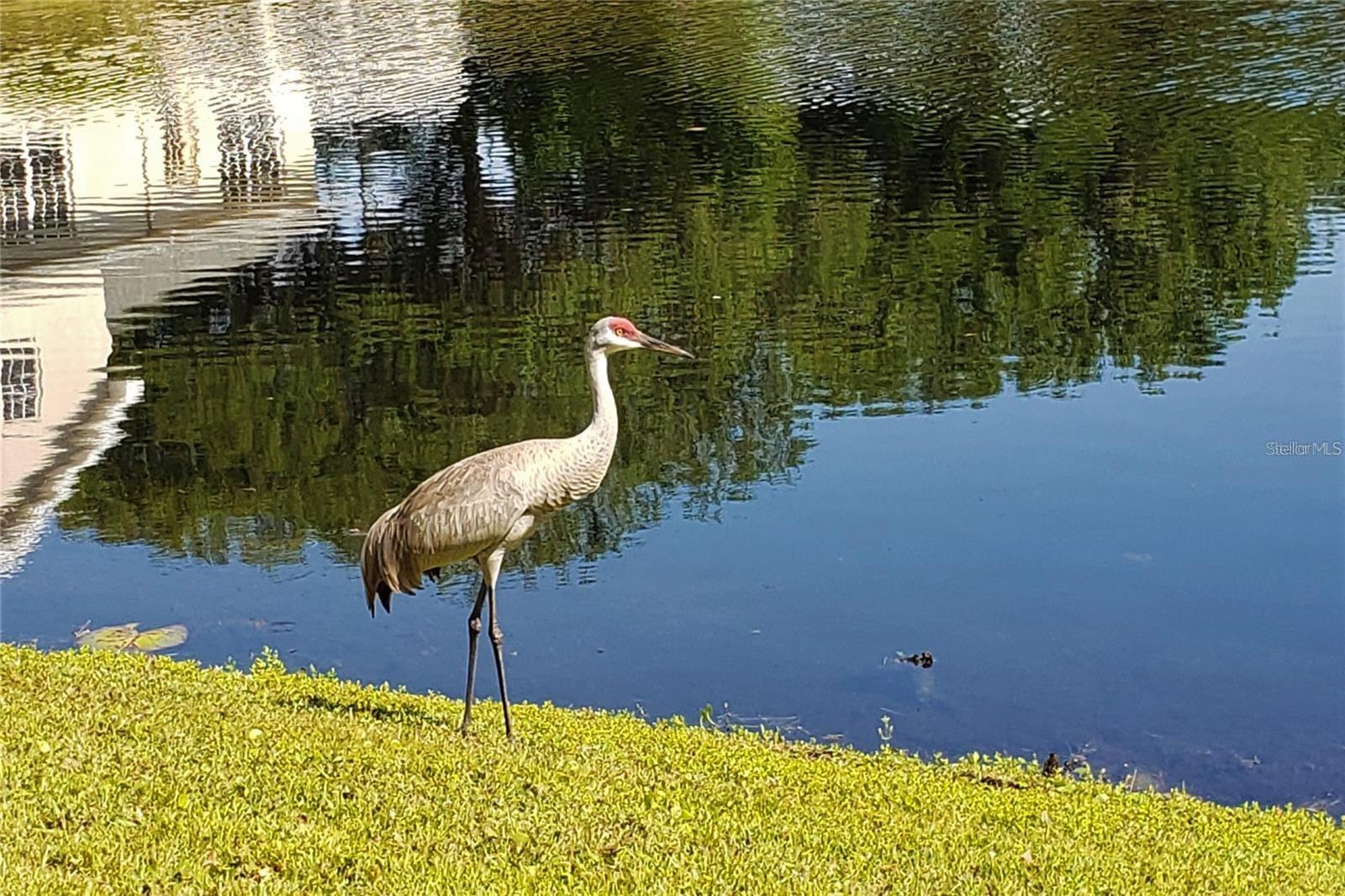 16013 N FLORIDA AVE, LUTZ, FL, 33549