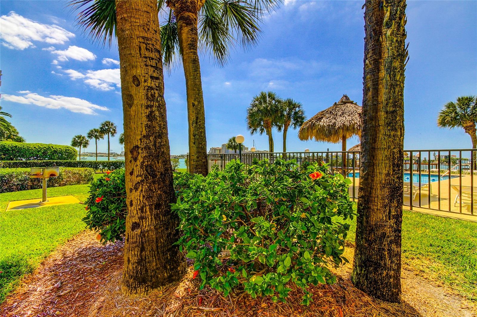 Charcoal grill to the left of the palm trees