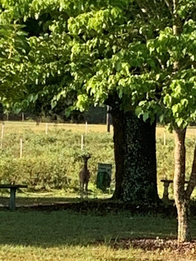 7650 NE 40TH ST, HIGH SPRINGS, FL, 32643