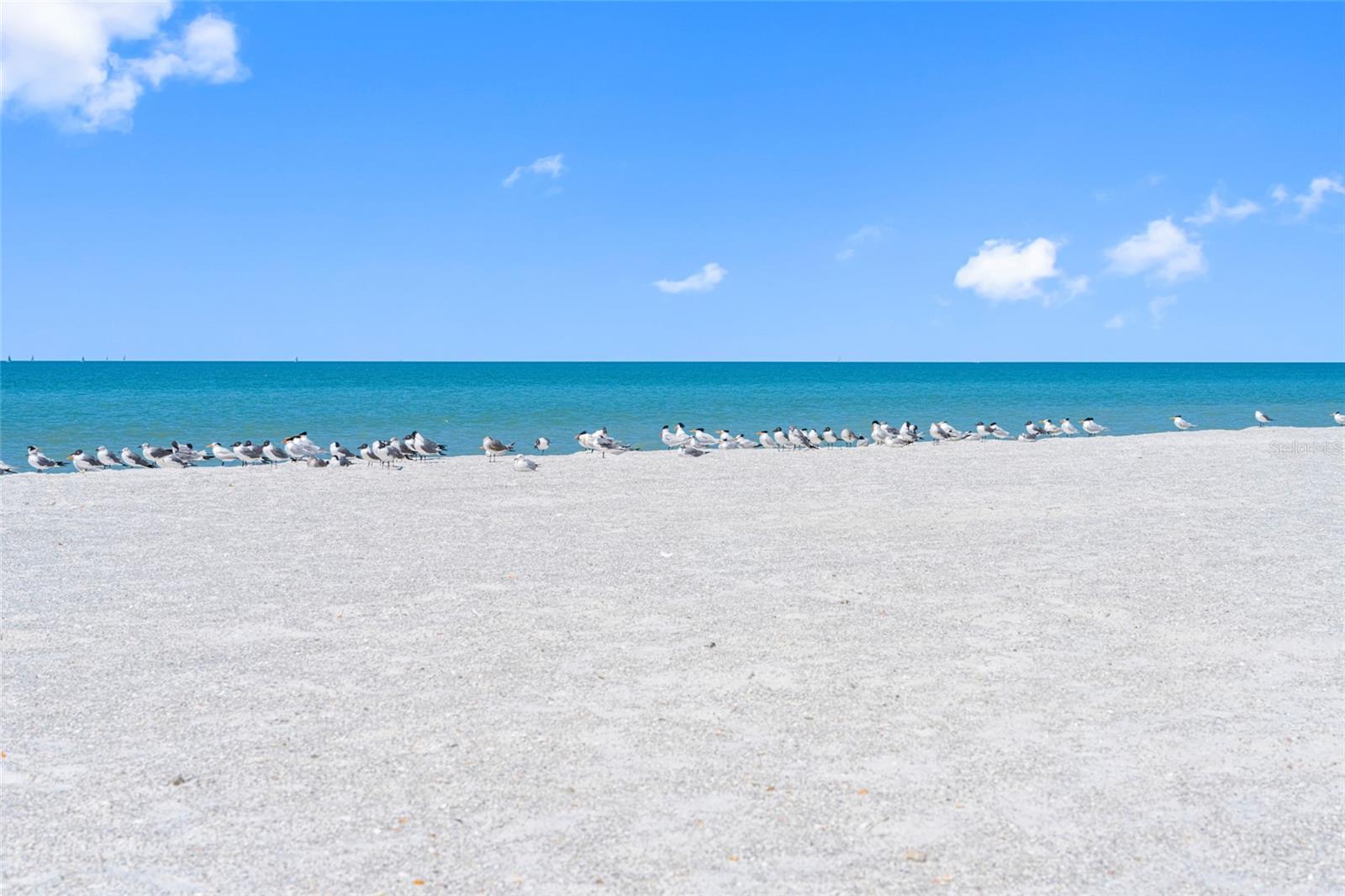 3100 GULF BLVD #431, BELLEAIR BEACH, FL, 33786